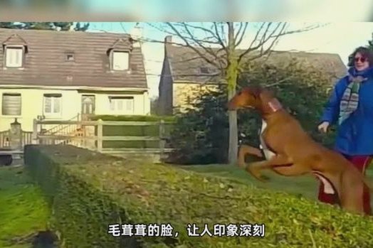 我先说个绝望的，区宠水平不够，20年后还只能在电子厂